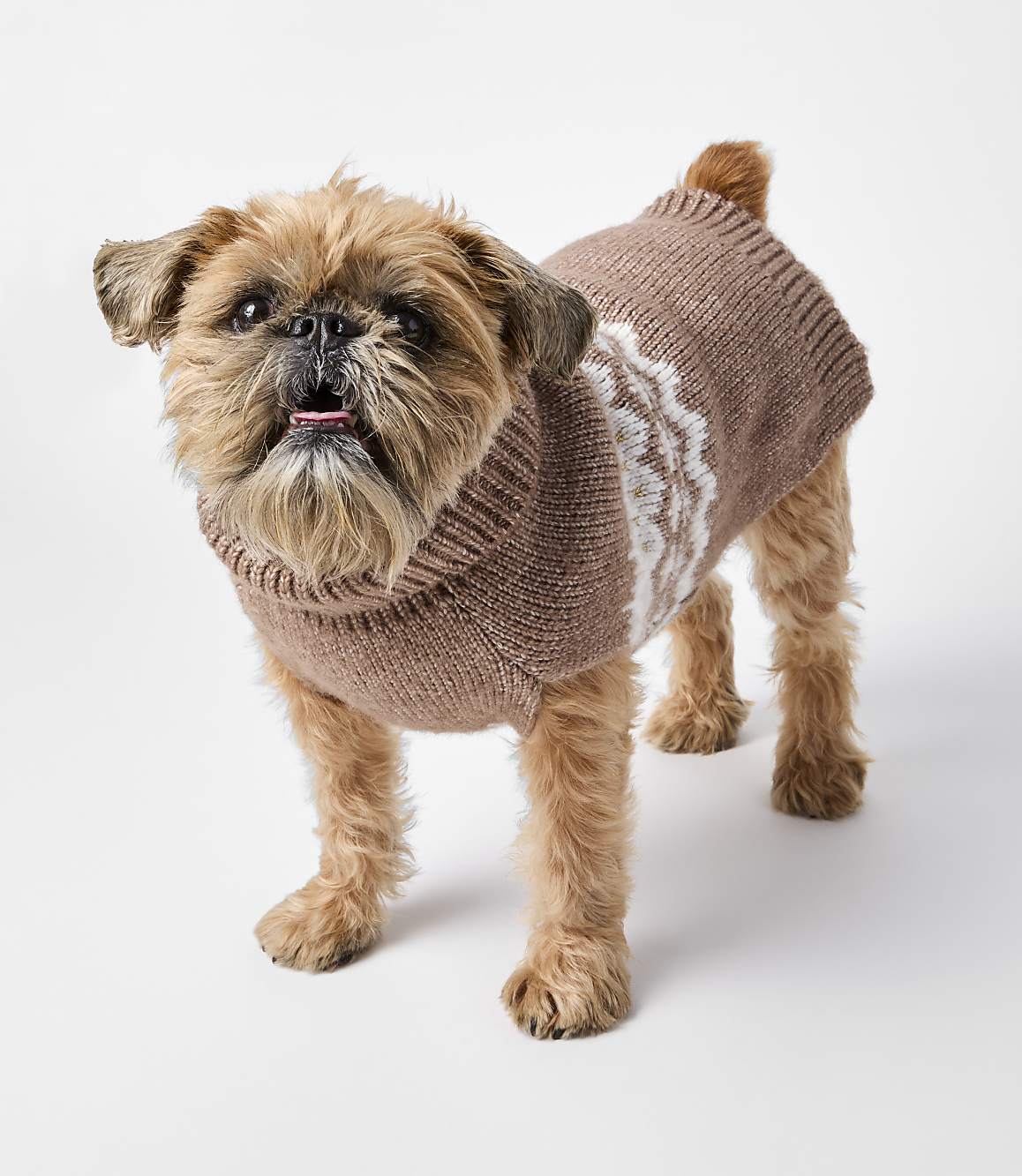 A small, scruffy brown dog wearing a knitted brown sweater with a white snowflake pattern stands on a plain white background.