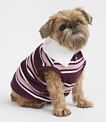 A small, brown dog with a white-collared, striped polo shirt sits against a plain white background. carousel Product Image 1