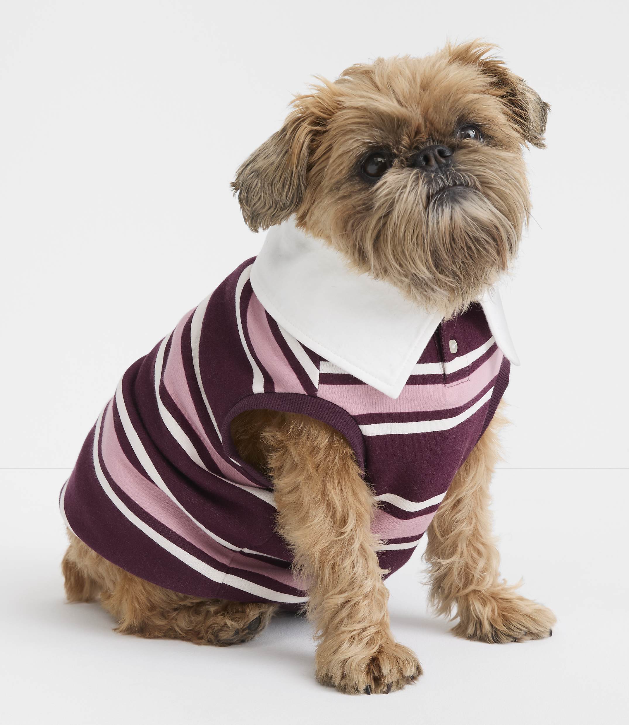 A small, brown dog with a white-collared, striped polo shirt sits against a plain white background.