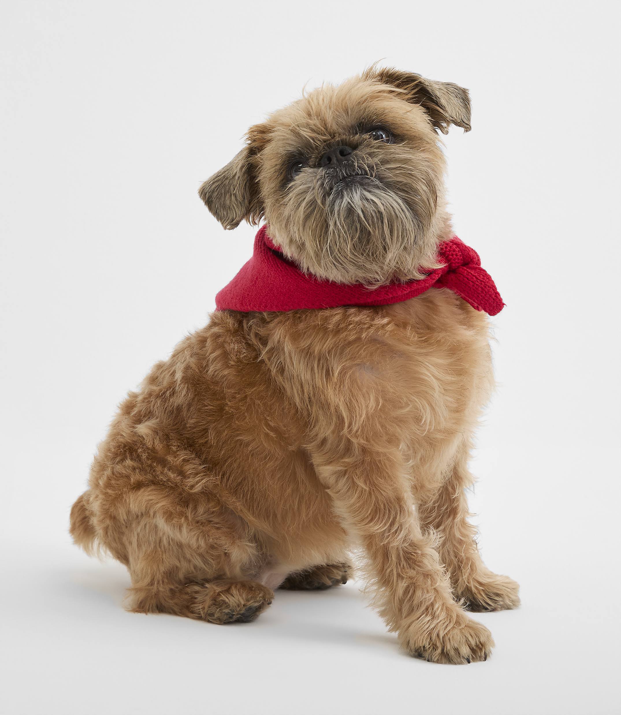 A small, brown scruffy dog wearing a red scarf sits against a plain white background.