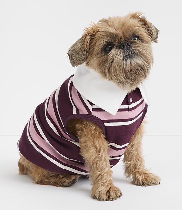 A small, brown dog with a white-collared, striped polo shirt sits against a plain white background.