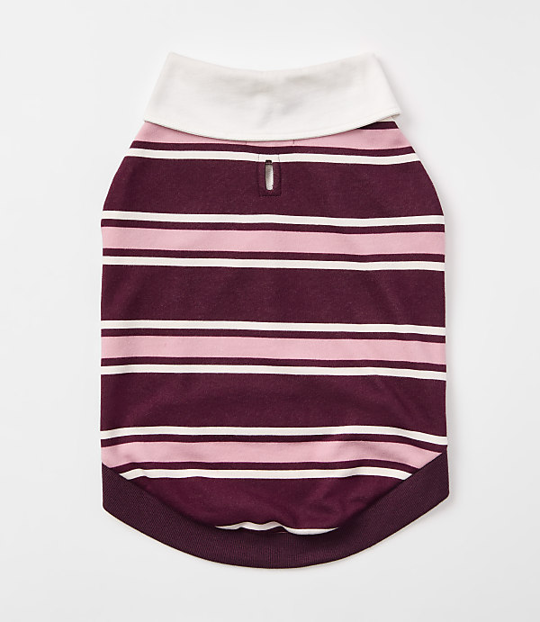 A striped dog shirt with a white collar lies flat against a plain white background.