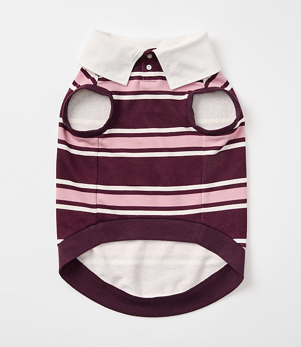A striped dog shirt with a white collar lies flat against a plain white background.