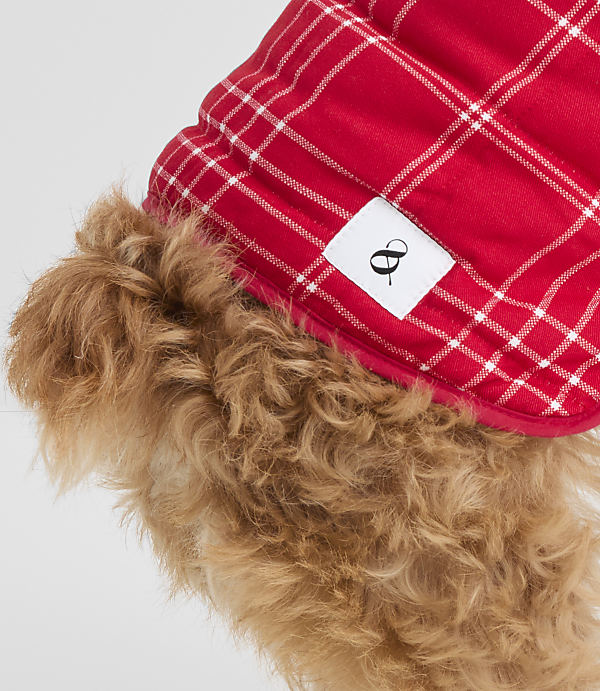 A fluffy brown dog wears a red plaid hat with a white tag, against a plain white background.