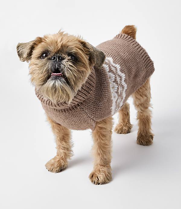 A small, scruffy brown dog wearing a knitted brown sweater with a white snowflake pattern stands on a plain white background.
